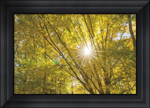 Framed Autumn Foliage Sunburst V Print