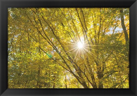 Framed Autumn Foliage Sunburst V Print