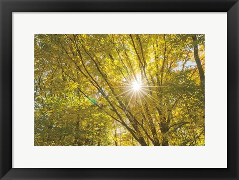 Framed Autumn Foliage Sunburst V Print