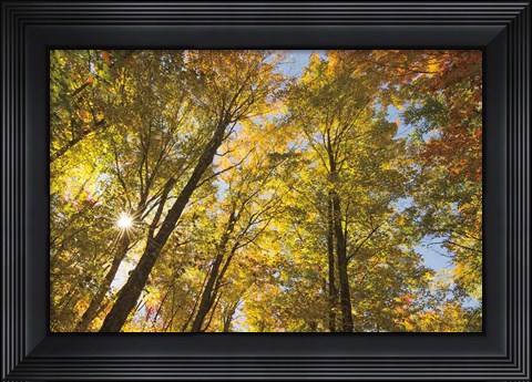 Framed Autumn Foliage Sunburst IV Print