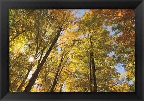 Framed Autumn Foliage Sunburst IV Print