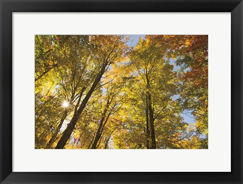 Framed Autumn Foliage Sunburst IV Print