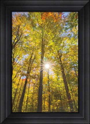 Framed Autumn Foliage Sunburst III Print