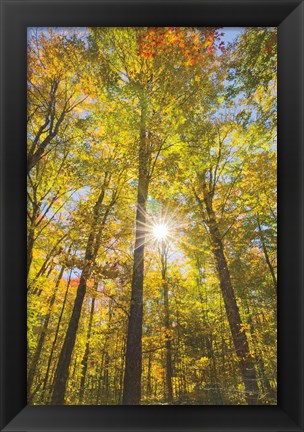 Framed Autumn Foliage Sunburst III Print