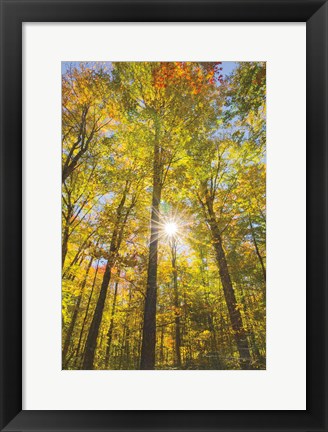 Framed Autumn Foliage Sunburst III Print