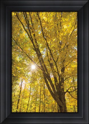 Framed Autumn Foliage Sunburst II Print