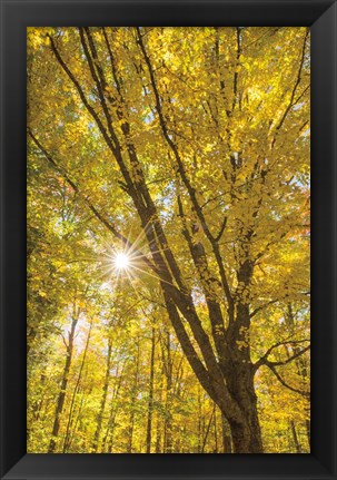 Framed Autumn Foliage Sunburst II Print