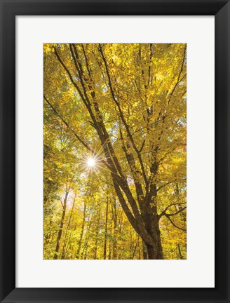 Framed Autumn Foliage Sunburst II Print