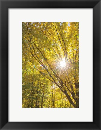 Framed Autumn Foliage Sunburst I Print