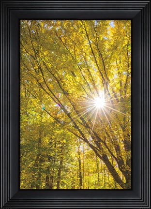 Framed Autumn Foliage Sunburst I Print