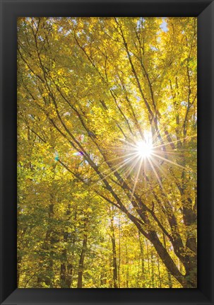 Framed Autumn Foliage Sunburst I Print