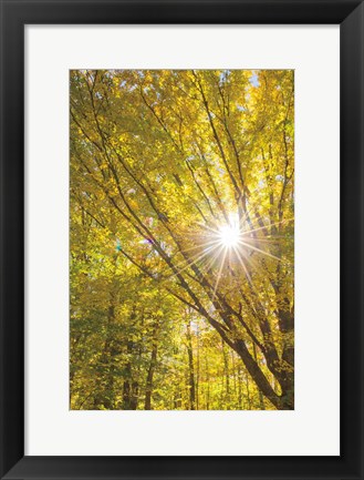 Framed Autumn Foliage Sunburst I Print