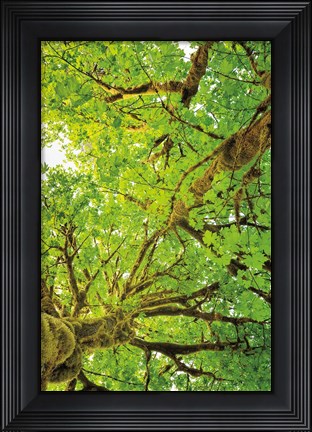 Framed Big Leaf Maple Trees V Print