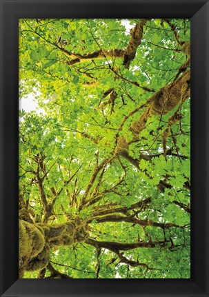 Framed Big Leaf Maple Trees V Print