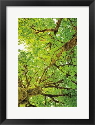 Framed Big Leaf Maple Trees V Print