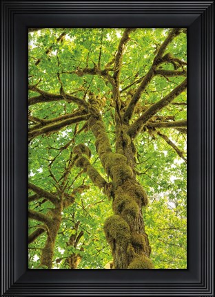 Framed Big Leaf Maple Trees IV Print