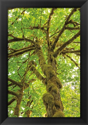 Framed Big Leaf Maple Trees IV Print