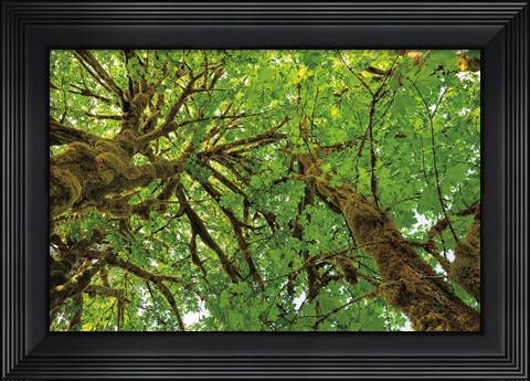 Framed Big Leaf Maple Trees III Print