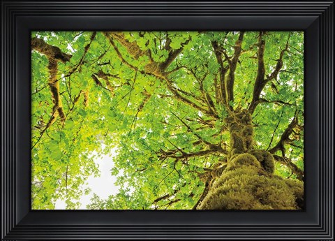 Framed Big Leaf Maple Trees II Print
