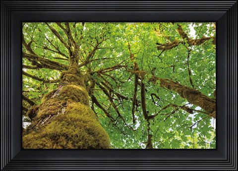 Framed Big Leaf Maple Trees I Print