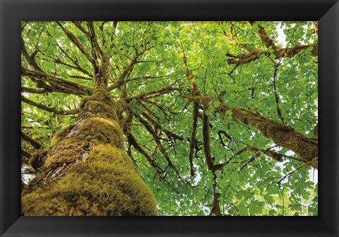 Framed Big Leaf Maple Trees I Print