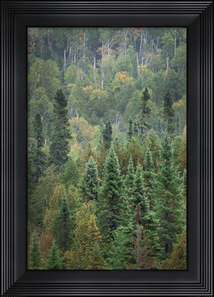 Framed Superior National Forest IV Print