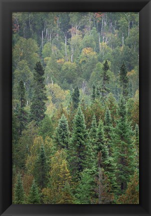 Framed Superior National Forest IV Print