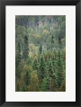 Framed Superior National Forest IV Print