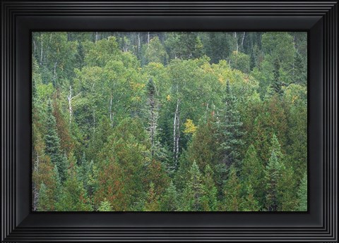 Framed Superior National Forest III Print