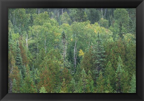 Framed Superior National Forest III Print