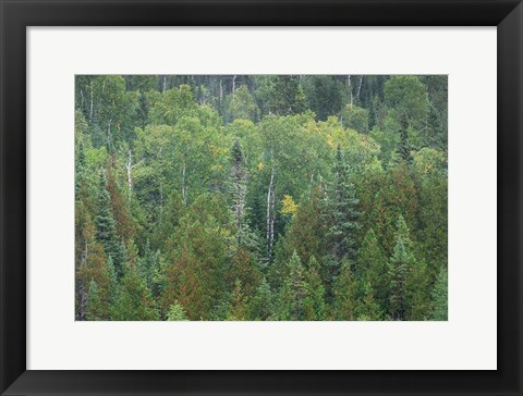 Framed Superior National Forest III Print