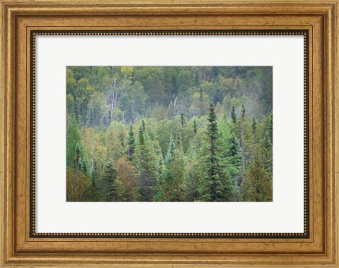 Framed Superior National Forest II Print