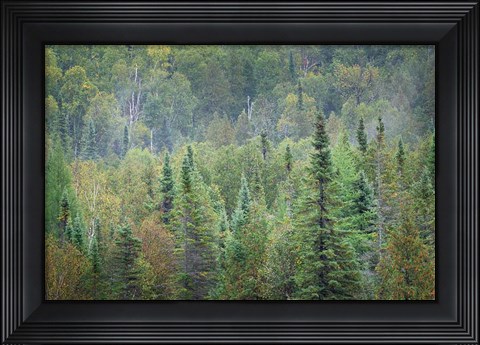 Framed Superior National Forest II Print