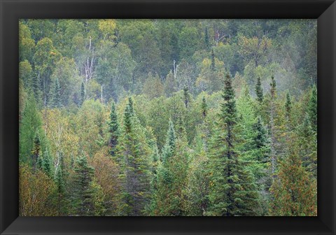 Framed Superior National Forest II Print