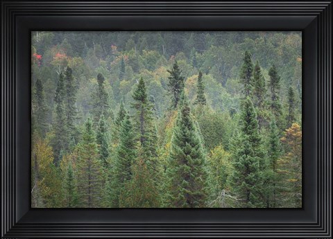 Framed Superior National Forest I Print