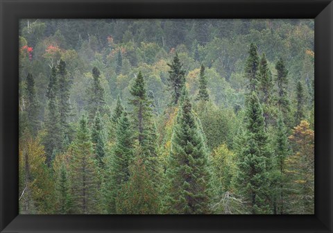 Framed Superior National Forest I Print