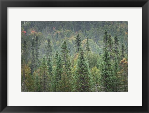 Framed Superior National Forest I Print