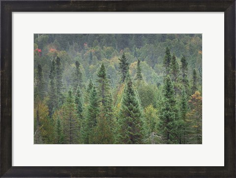 Framed Superior National Forest I Print