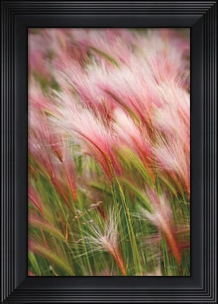 Framed Foxtail Barley V Print
