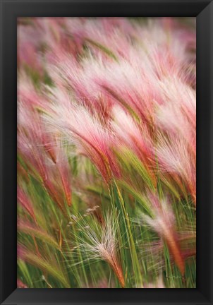 Framed Foxtail Barley V Print