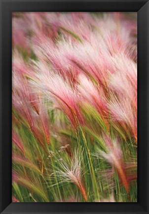 Framed Foxtail Barley V Print