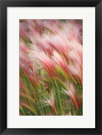 Framed Foxtail Barley V Print