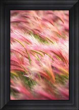 Framed Foxtail Barley IV Print