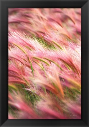 Framed Foxtail Barley IV Print