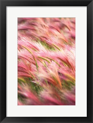 Framed Foxtail Barley IV Print