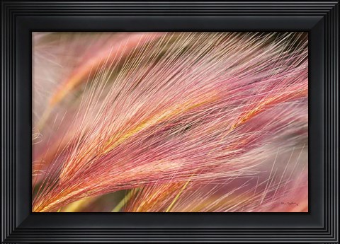 Framed Foxtail Barley III Print