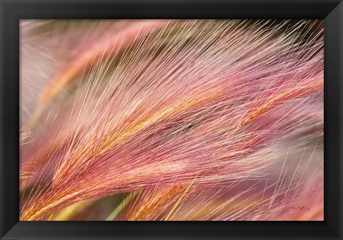 Framed Foxtail Barley III Print