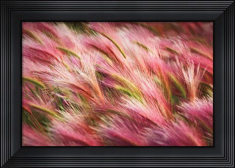 Framed Foxtail Barley II Print