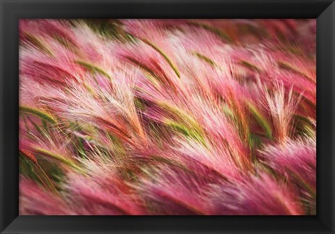 Framed Foxtail Barley II Print