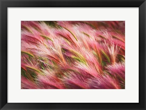 Framed Foxtail Barley II Print